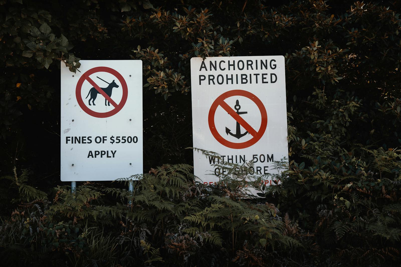 Warning signs in Sydney, Australia: No dogs allowed and anchoring prohibited within 50m.